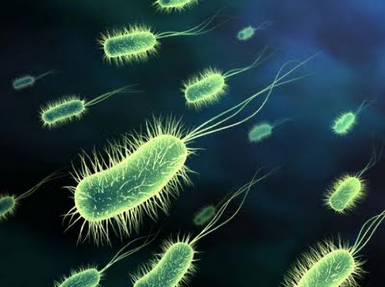 دراسة: بكتيريا الأمعاء تعالج التسمم الغذائي