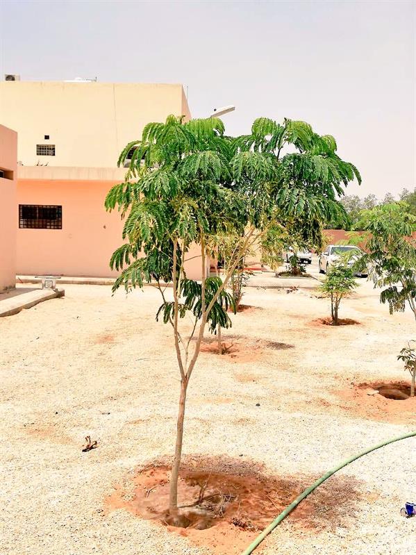 كيف تطلب شجرة لزراعتها أمام منزلك أو منشأتك التجارية مجاناً؟