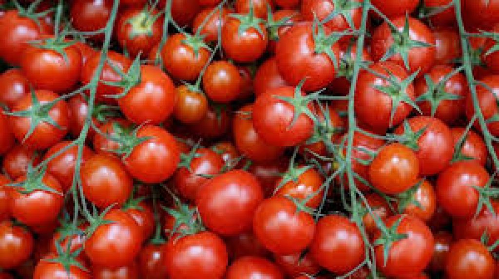 «البيئة» توضح علاقة المبيدات بتغير لون الطماطم